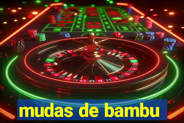 mudas de bambu